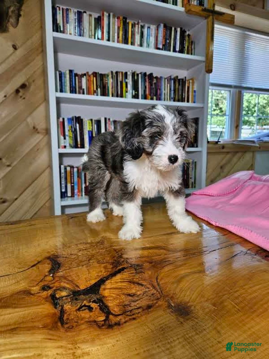 Mixed Breed dogs for sale: Sage - Ad 4