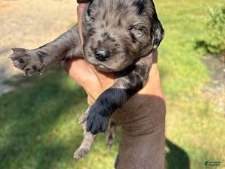 Mixed Breed dogs - Ad 11