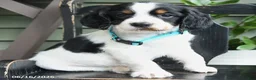 English Springer Spaniel dogs for sale: Commet - Ad 4