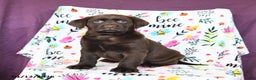Labrador Retriever dogs for sale: Peaches - Ad 2