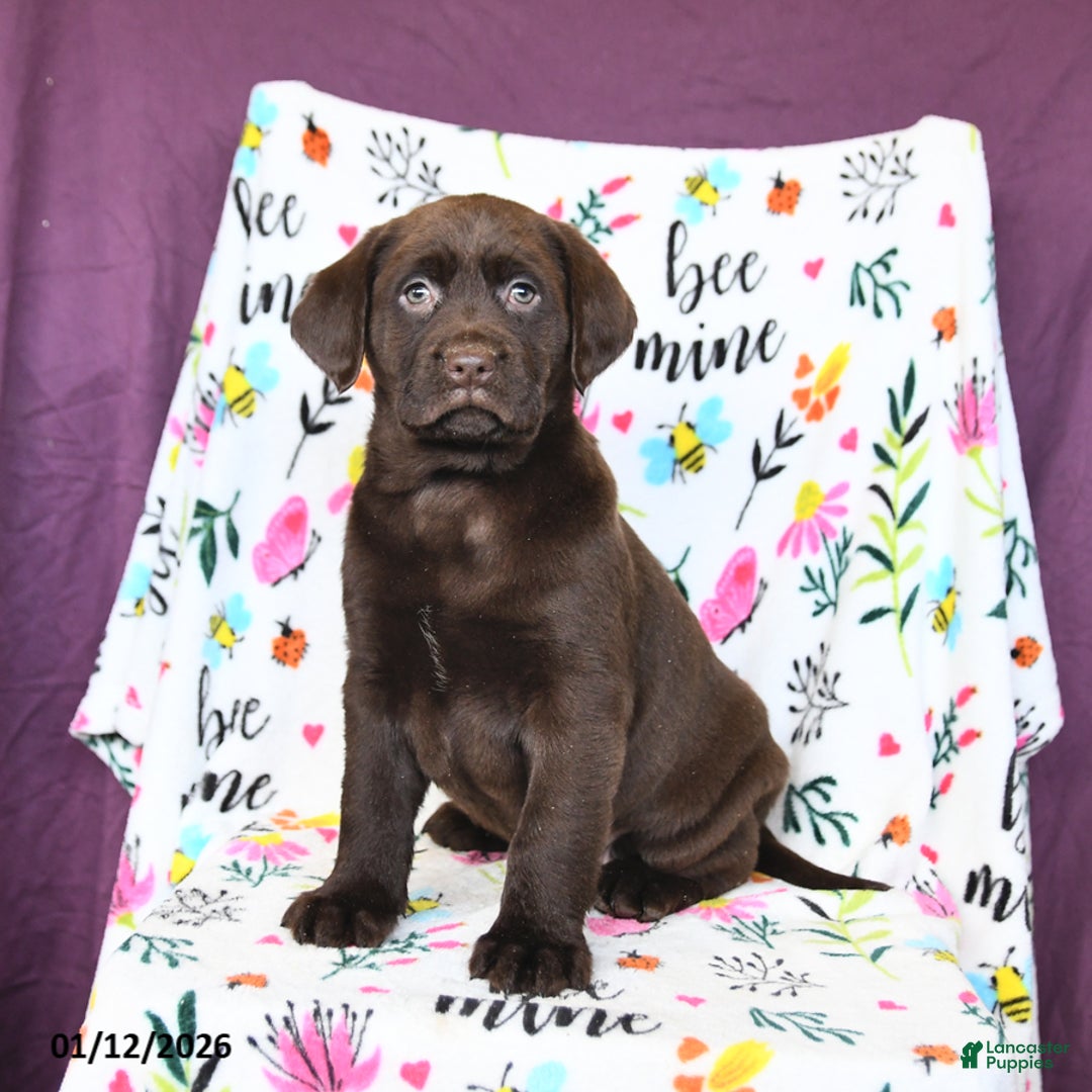 Labrador Retriever dogs for sale: Peaches - Ad 2