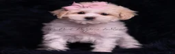Maltipoo dogs for sale: Miley - Ad 3