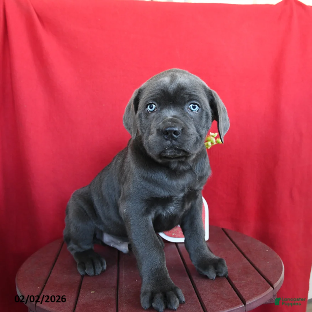 Cane Corso dogs for sale: Tommy - Ad 3