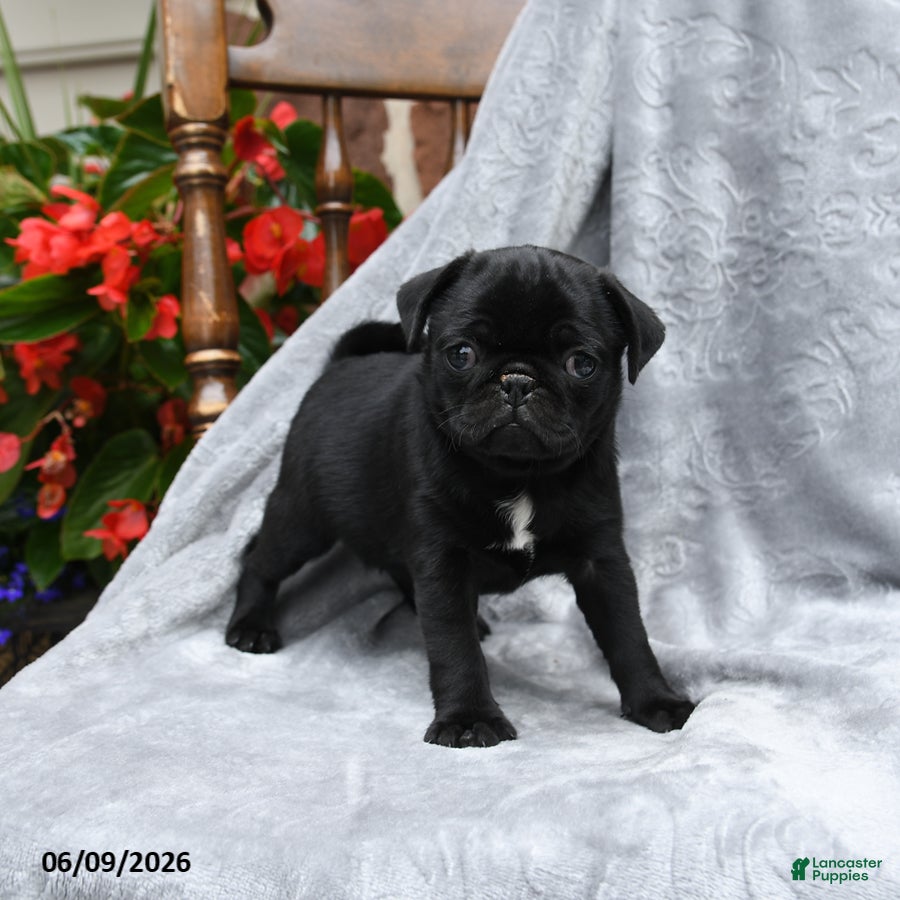 Pug dogs Barbie - Ad 2