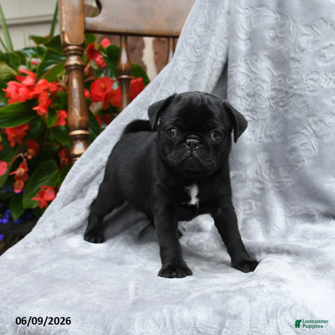 Pug dogs for sale: Barbie - Ad 2