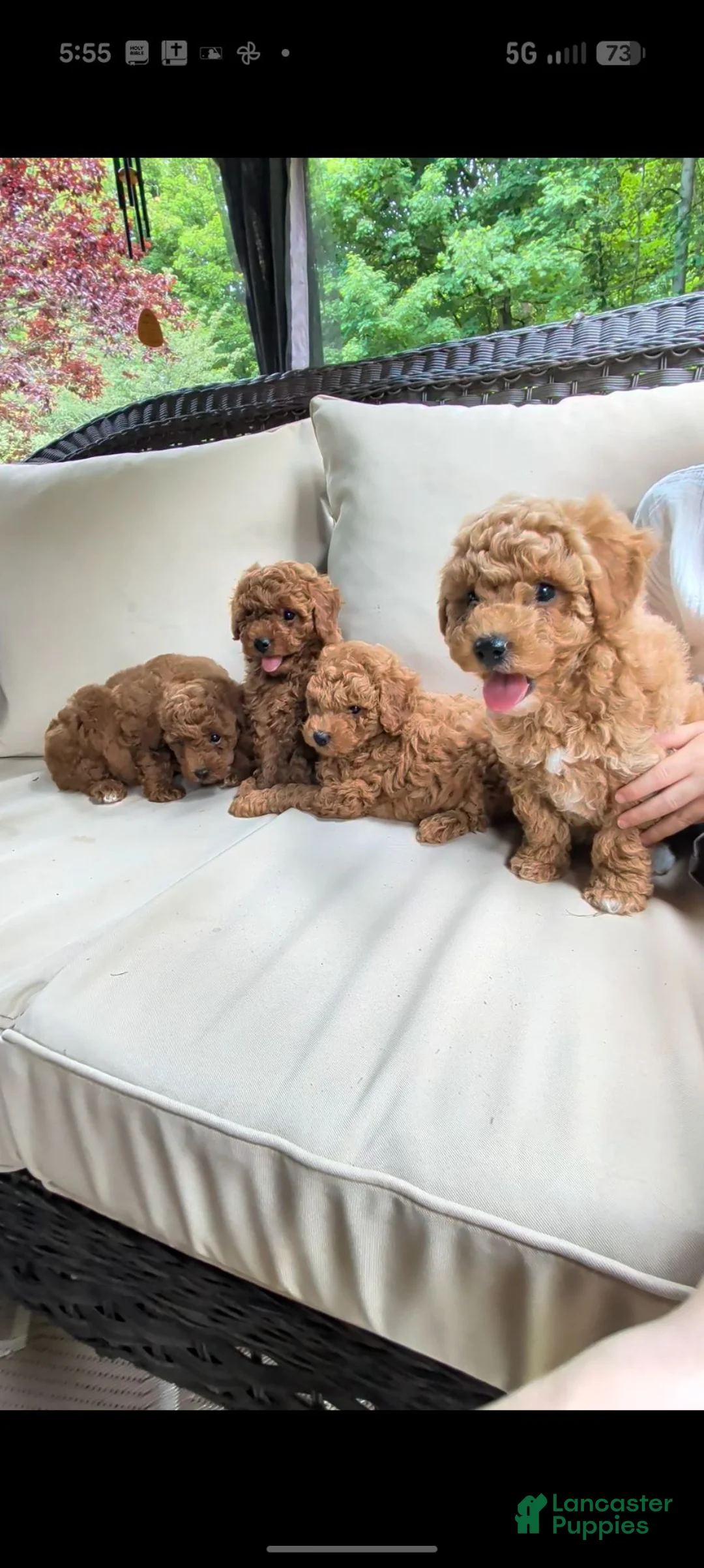 Miniature Poodle dogs for sale: Bingo  - Ad 6