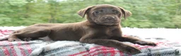 Labrador Retriever dogs for sale: Winchester  - Ad 3