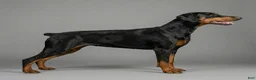 Doberman Pinscher dogs for sale: Alduin - Ad 3