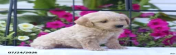 Mini Goldendoodle dogs for sale: Jethro - Ad 3