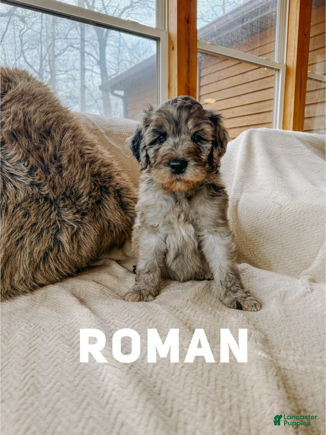 Goldendoodle dogs for sale: Roman - Ad 1
