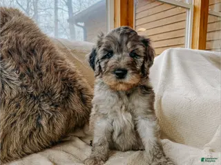 Goldendoodle dogs Roman - Ad 27