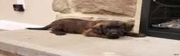 Jackapoo dogs for sale: John - Ad 4