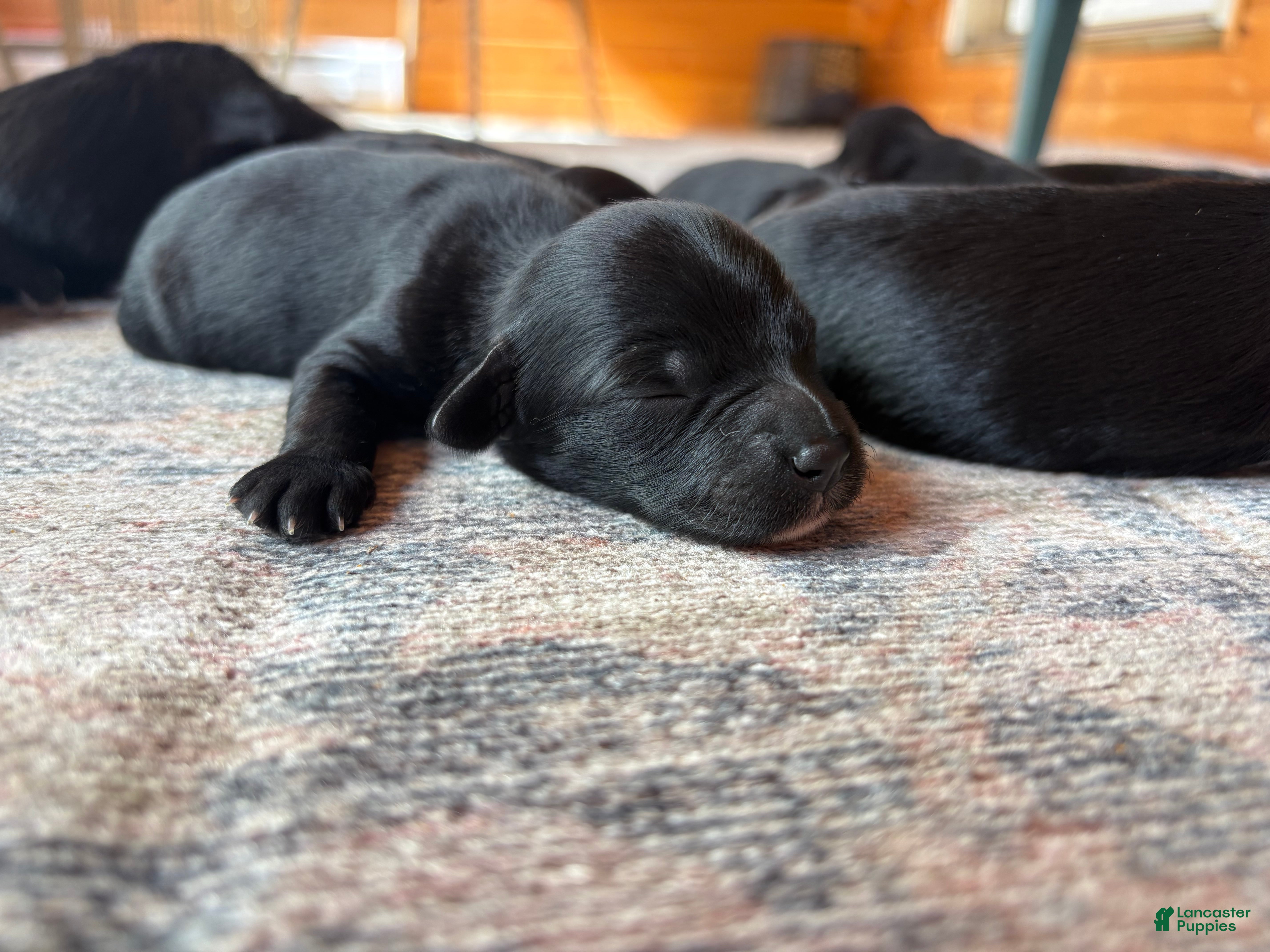 Mixed Breed dogs Frank - Ad 40