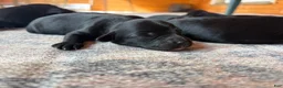 Mixed Breed dogs for sale: Frank - Ad 1