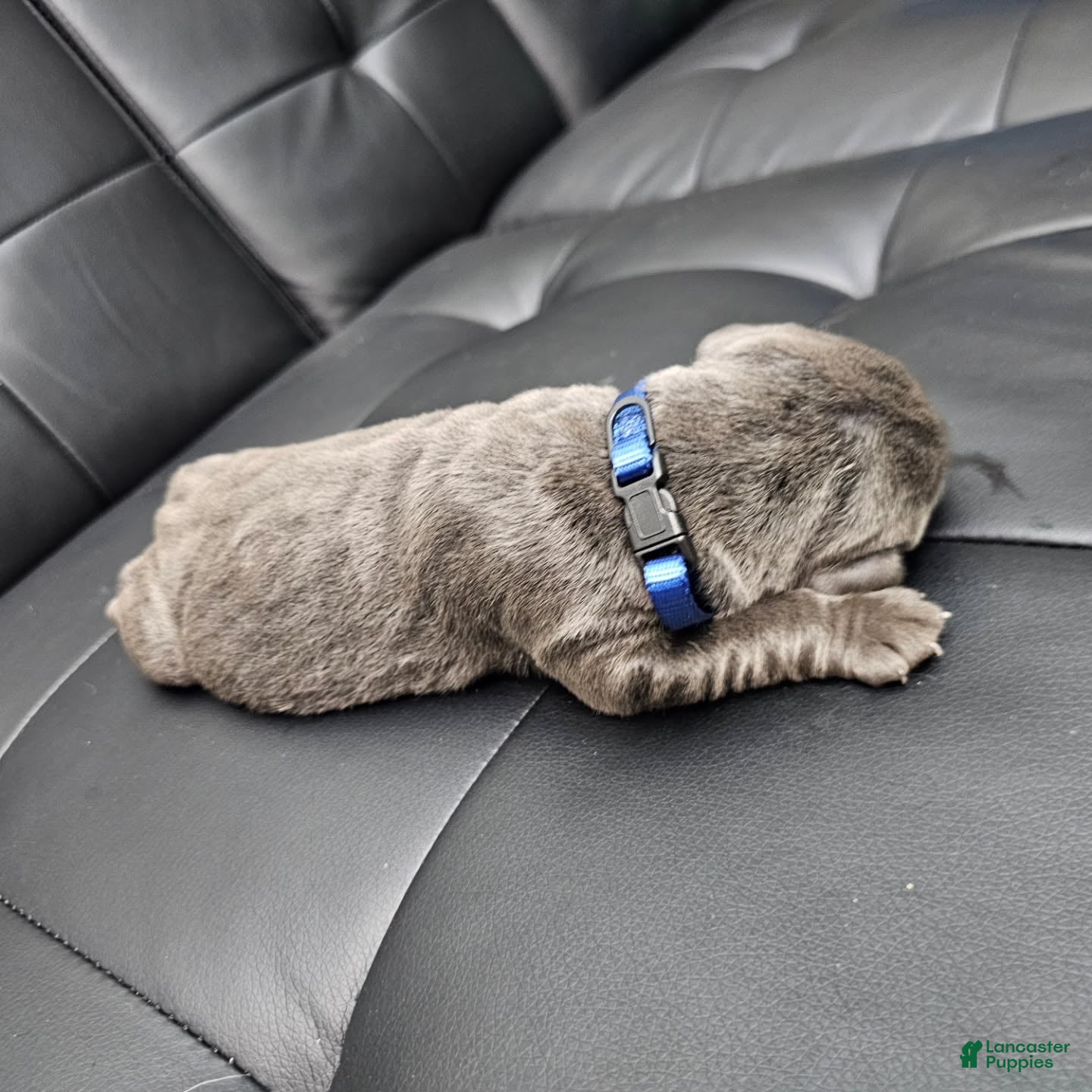 Cane Corso dogs Sentinel Soul Maybach-Solid Blue (North American Mastiff) - Ad 2