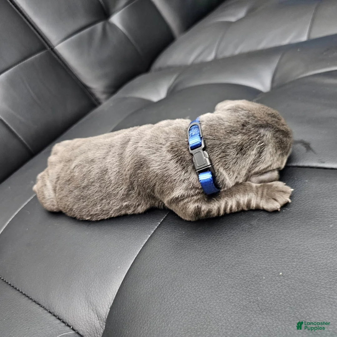 Cane Corso dogs for sale: Sentinel Soul Maybach-Solid Blue (North American Mastiff) - Ad 2