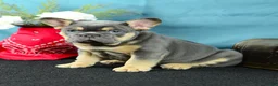 French Bulldog dogs for sale: 918 Bud - Ad 3