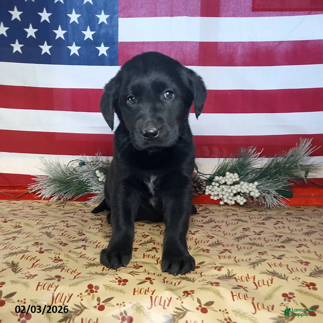 Mixed Breed dogs for sale: Brenda - Ad 1