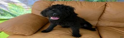Labradoodle dogs for sale: Sadie - Ad 1