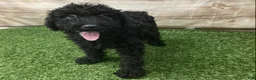 Kerry Blue Terrier dogs for sale: Teddy - Ad 3
