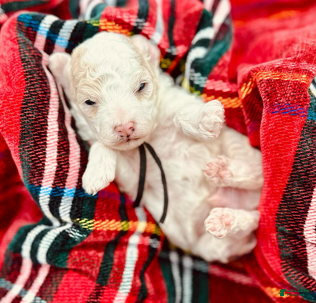 Miniature Poodle dogs for sale: Paul McCartney - Ad 3