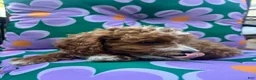 Cavapoochon dogs for sale: 💜 Purple Sunset - Ad 4