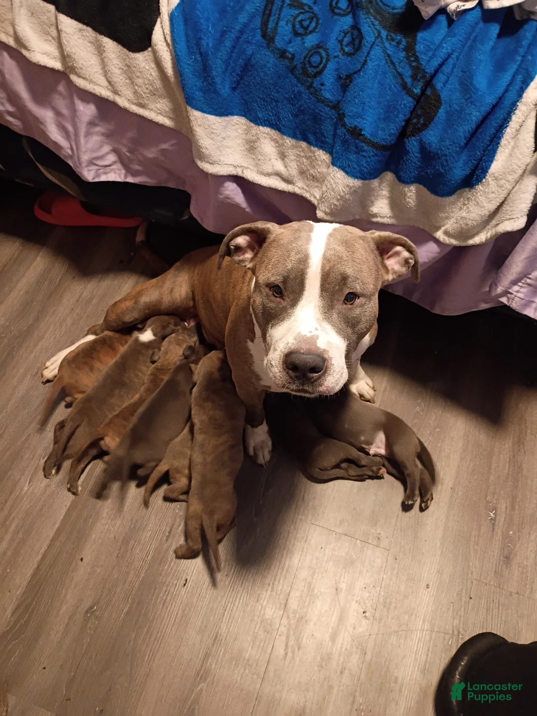 American Pit Bull Terrier dogs for sale: American Pit Bull Terrier 7 - Ad 2