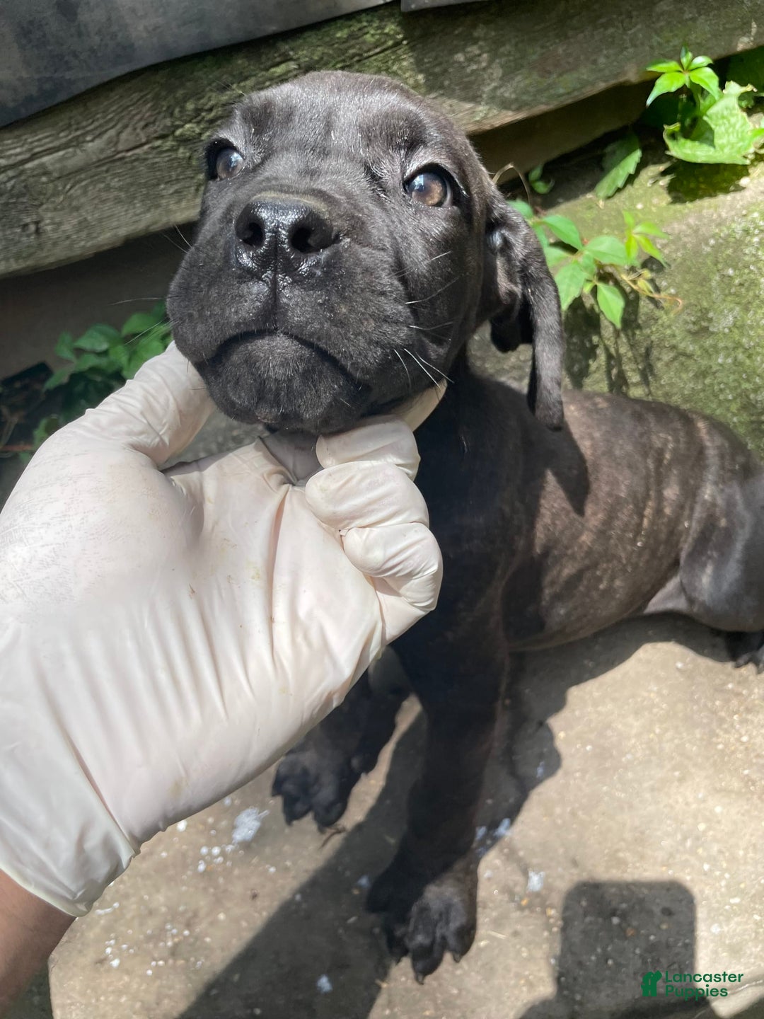 Cane Corso dogs for sale: Zeus Litter M-f Available - Ad 3
