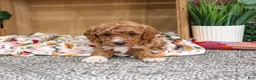 Miniature Poodle dogs for sale: Alaina - Ad 3