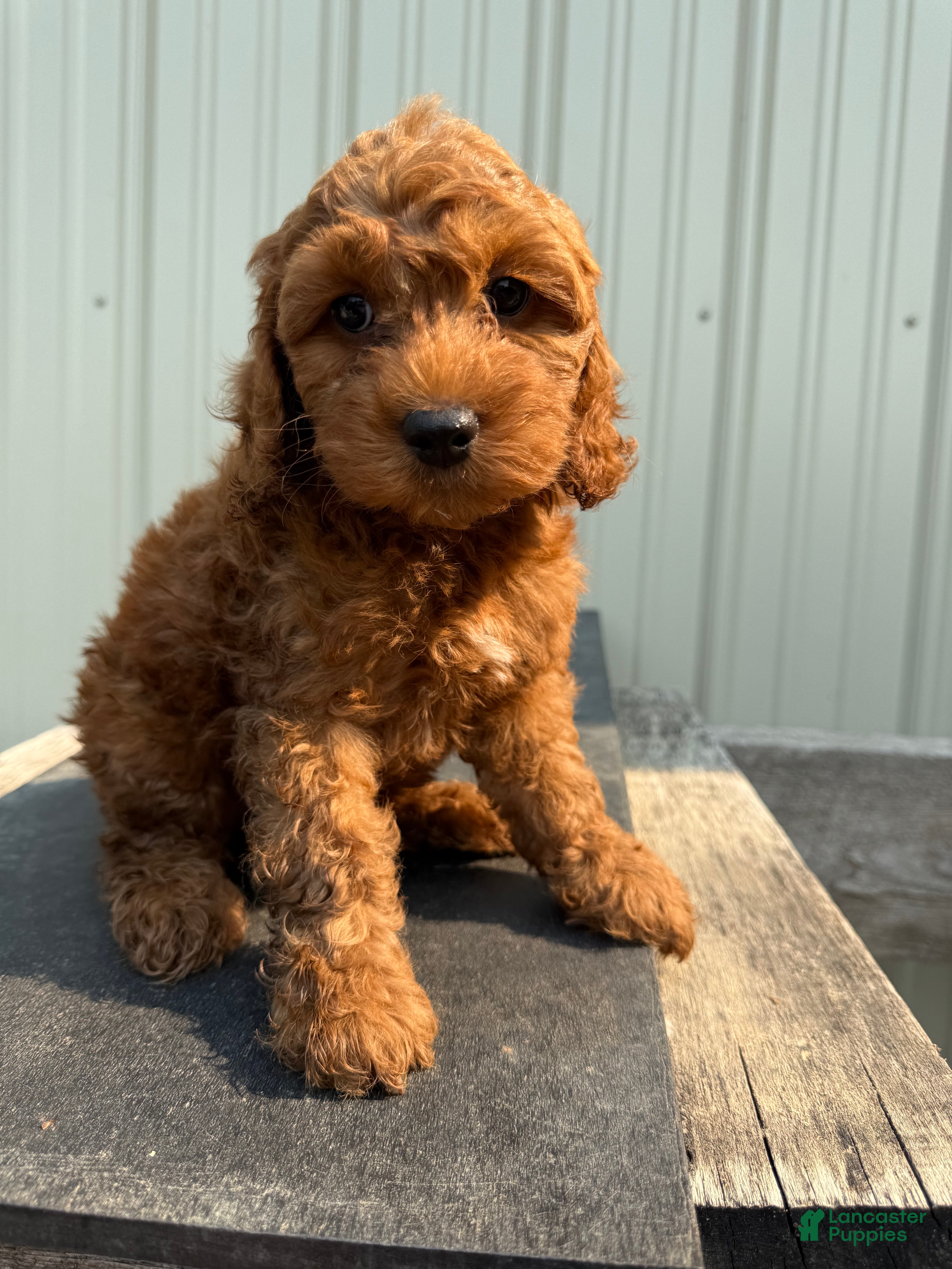 Cockapoo dogs for sale: Cherie - Ad 4
