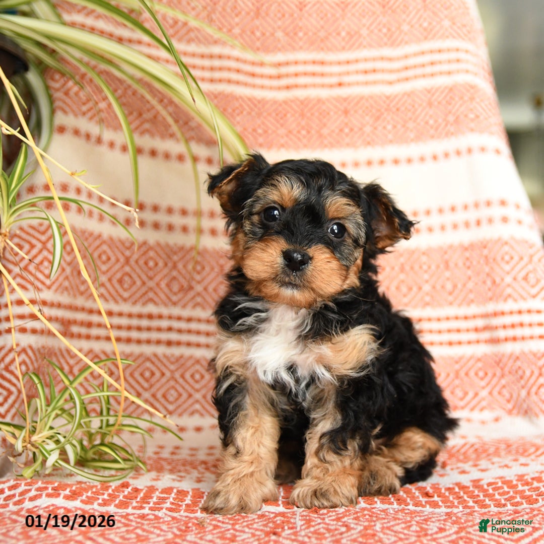 Yorkiepoo dogs for sale: Reggie - Ad 3