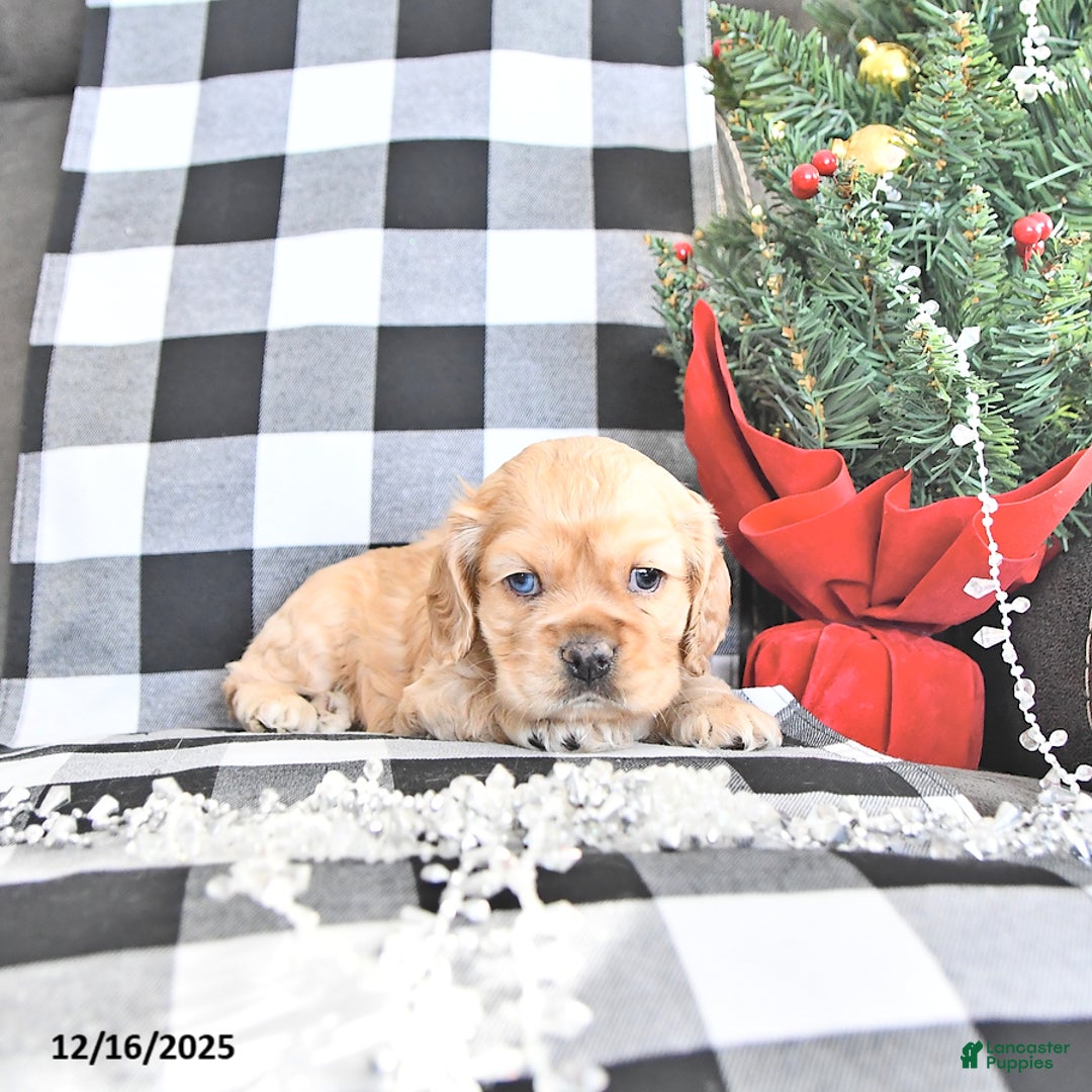 Cocker Spaniel dogs for sale: Tinsel - Ad 4