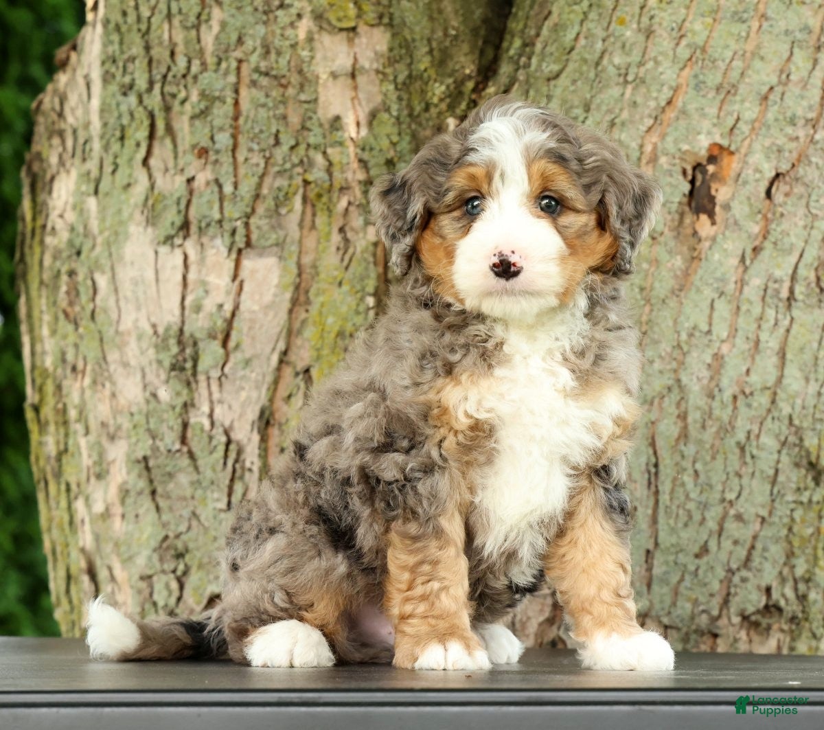 Mini Bernedoodle dogs Bingo - Ad 1