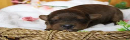 Yorkiepoo dogs for sale: Trusty - Ad 7