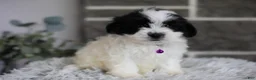 Maltipoo dogs for sale: Gwen - Ad 7