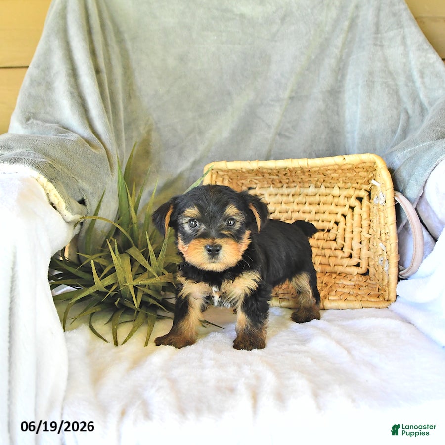 Yorkshire Terrier dogs Trent - Ad 2