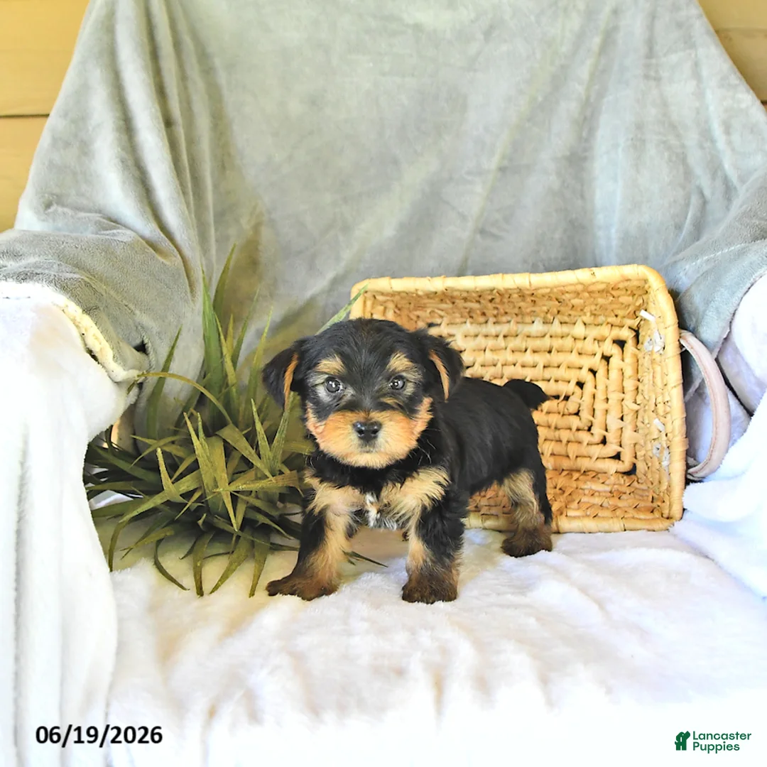 Yorkshire Terrier dogs for sale: Trent - Ad 2