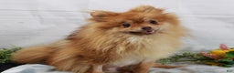 Pomeranian dogs for sale: Pomeranian Puppy 1 - Ad 4