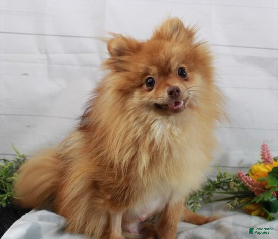 Pomeranian dogs for sale: Pomeranian Puppy 1 - Ad 4