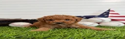 Cavapoo dogs for sale: Wrigley - Ad 4