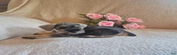 Miniature Schnauzer dogs for sale: Daisy - Ad 4
