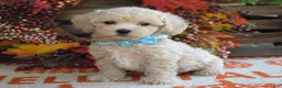 Maltipoo dogs for sale: Mason - Ad 9