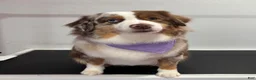 Miniature Australian Shepherd dogs for sale: Miniature Australian Shepherd 4 - Ad 4