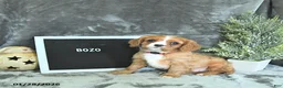 Cavalier King Charles Spaniel dogs for sale: Bozo - Ad 4