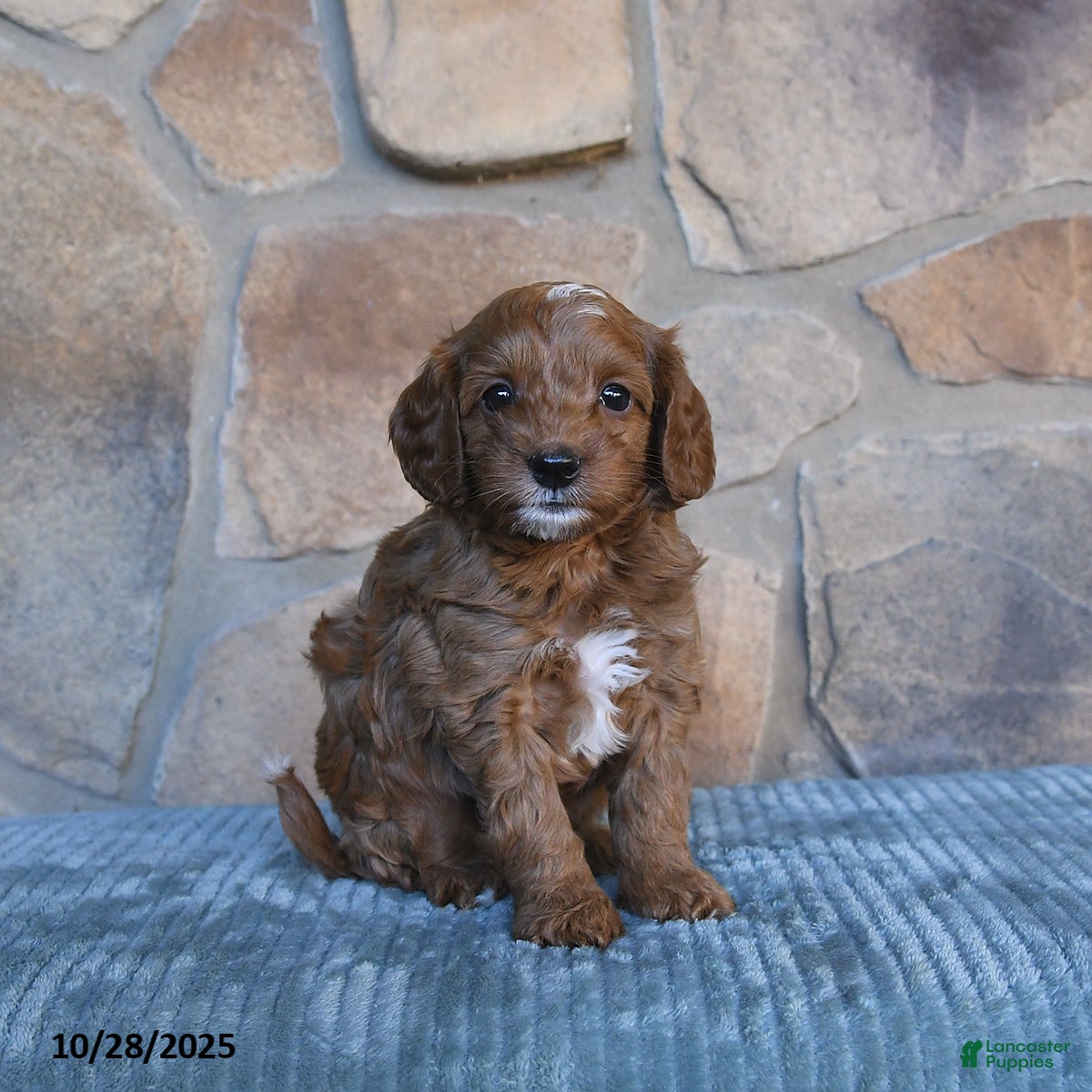 Cavapoo Puppies for sale in Columbia, Maryland Lancaster Puppies