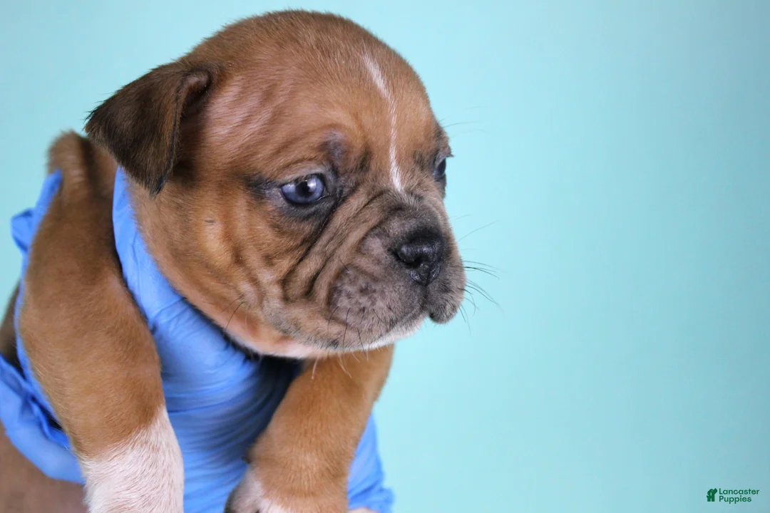 American Bully dogs for sale: Black Fawn Merle Female - Ad 2