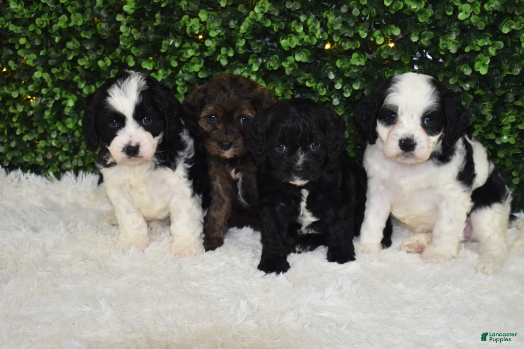 Gallery Image {{count}}