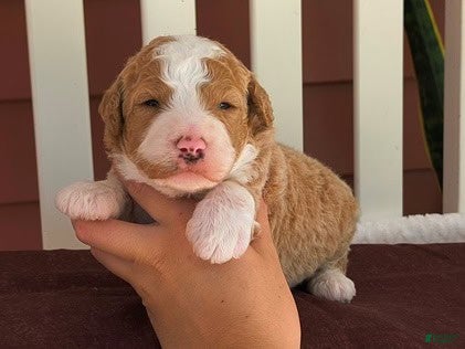 Bernedoodle dogs Clover - Ad 10