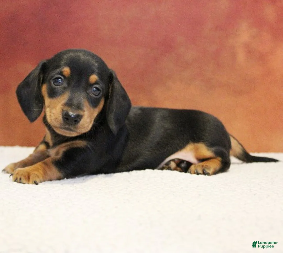 Miniature Dachshund dogs for sale: Oscar - Ad 1
