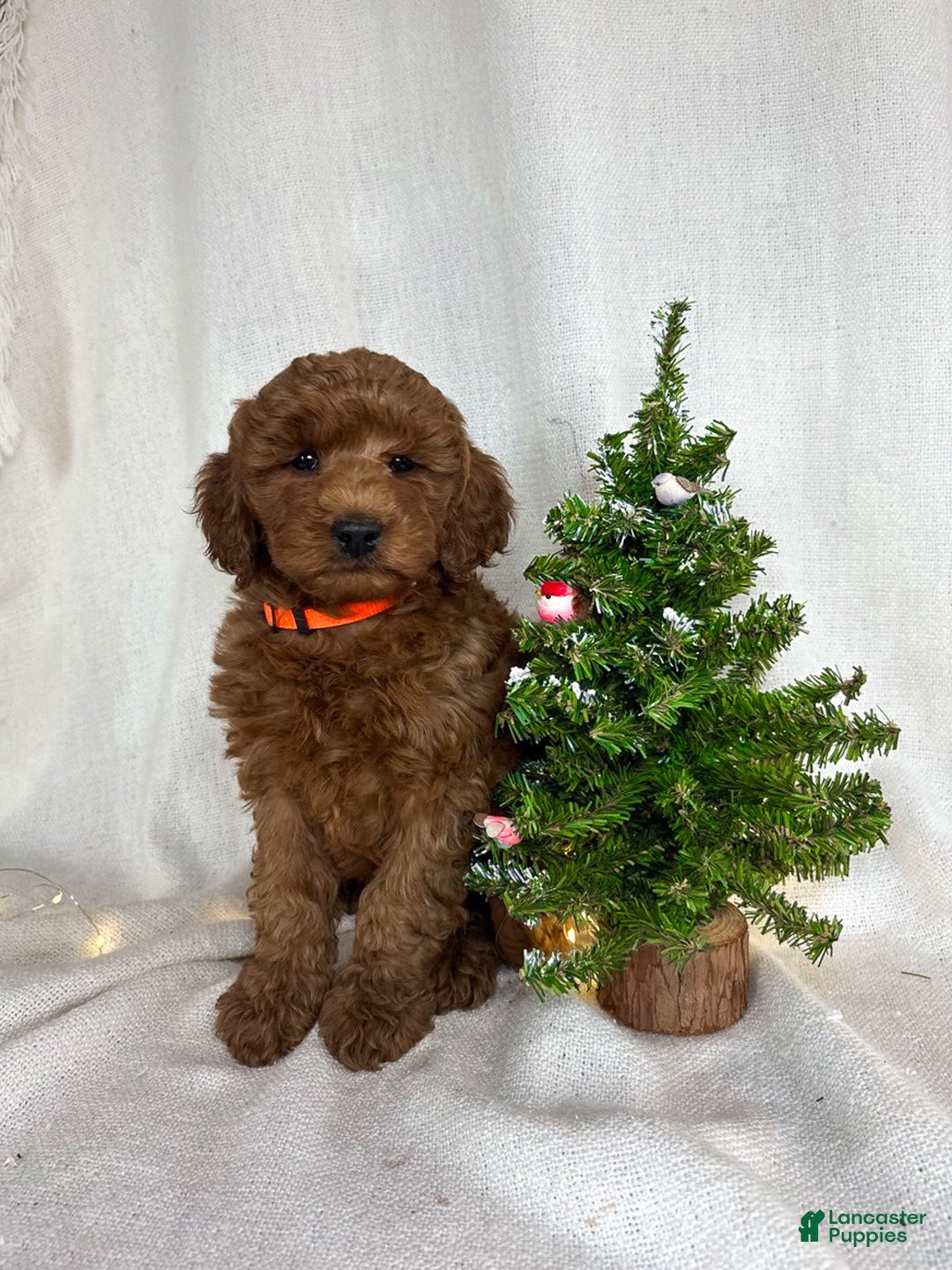 Goldendoodle dogs for sale: Max - Ad 9